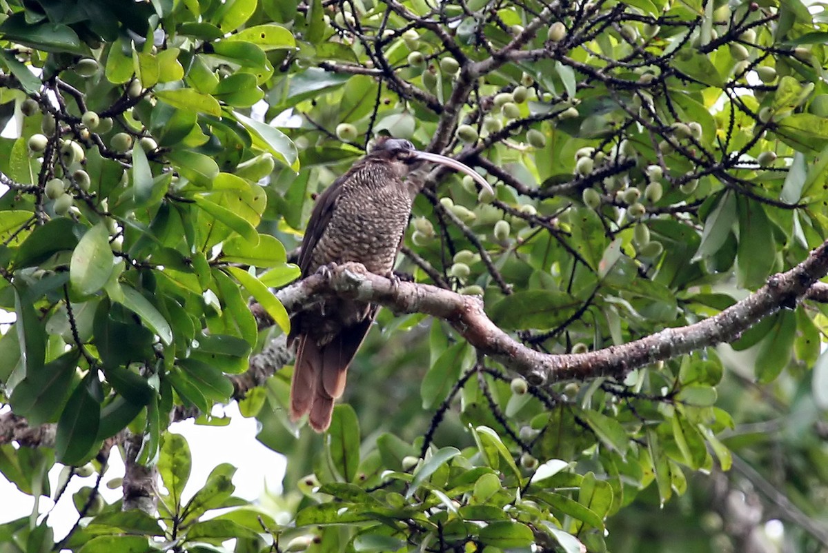 Pale-billed Sicklebill - ML204850411