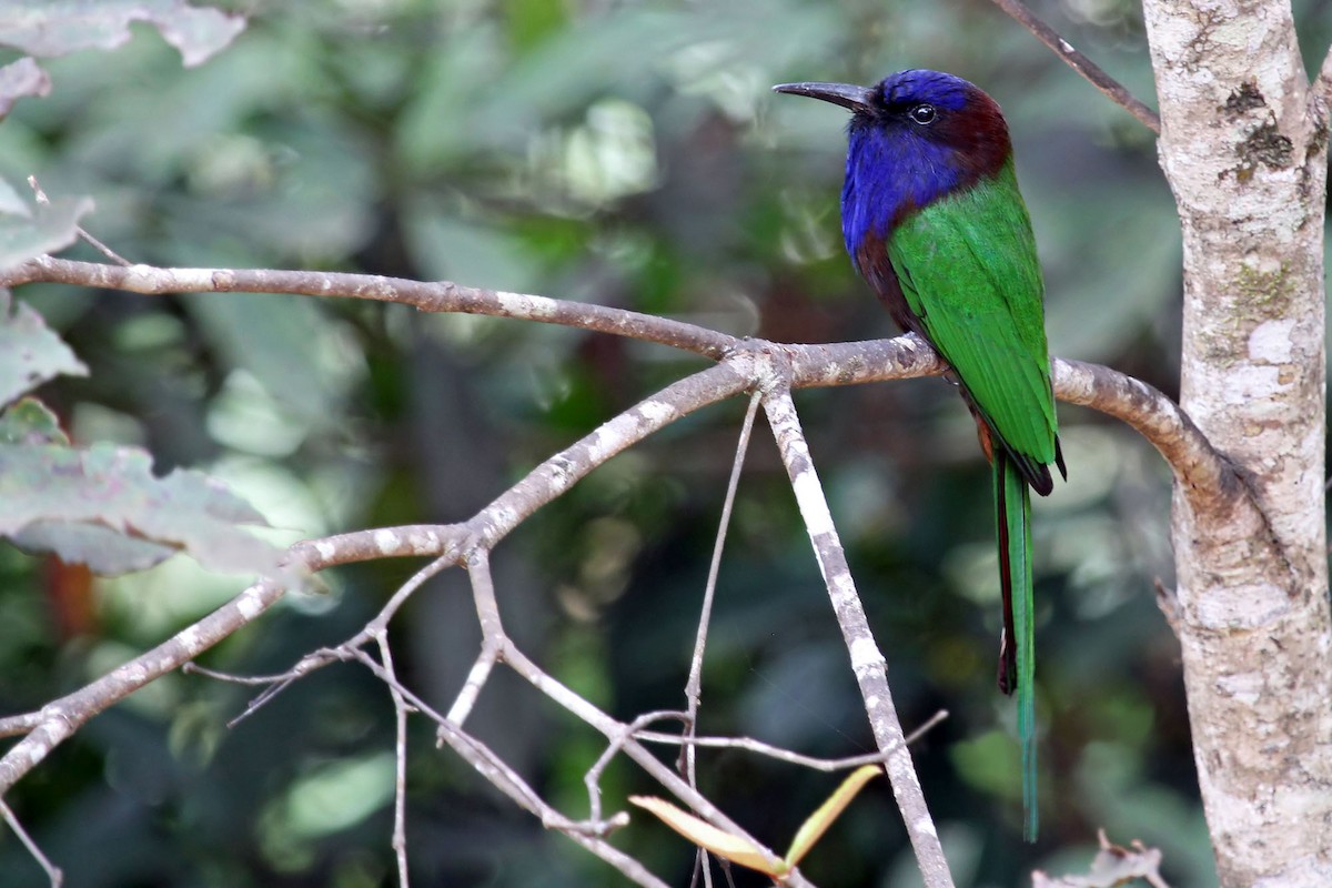 Purple-bearded Bee-eater - Phillip Edwards