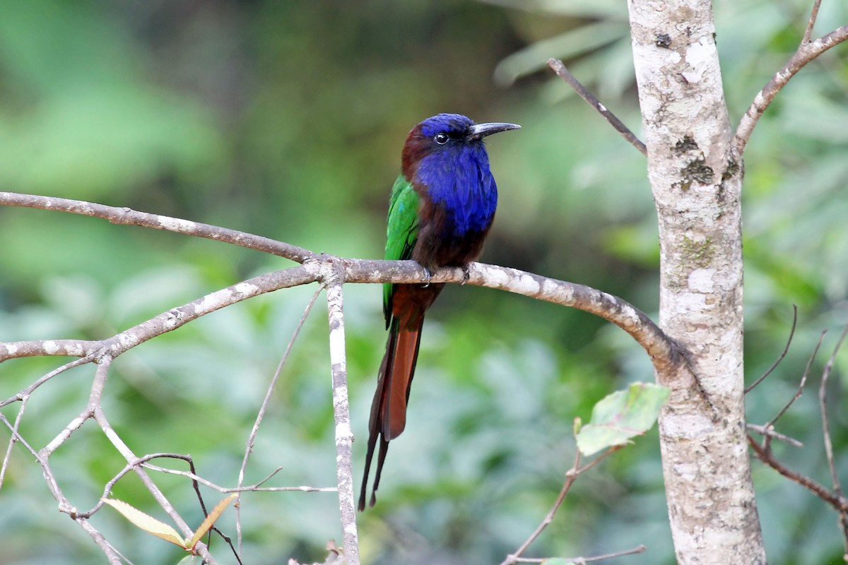 Purple-bearded Bee-eater - Phillip Edwards