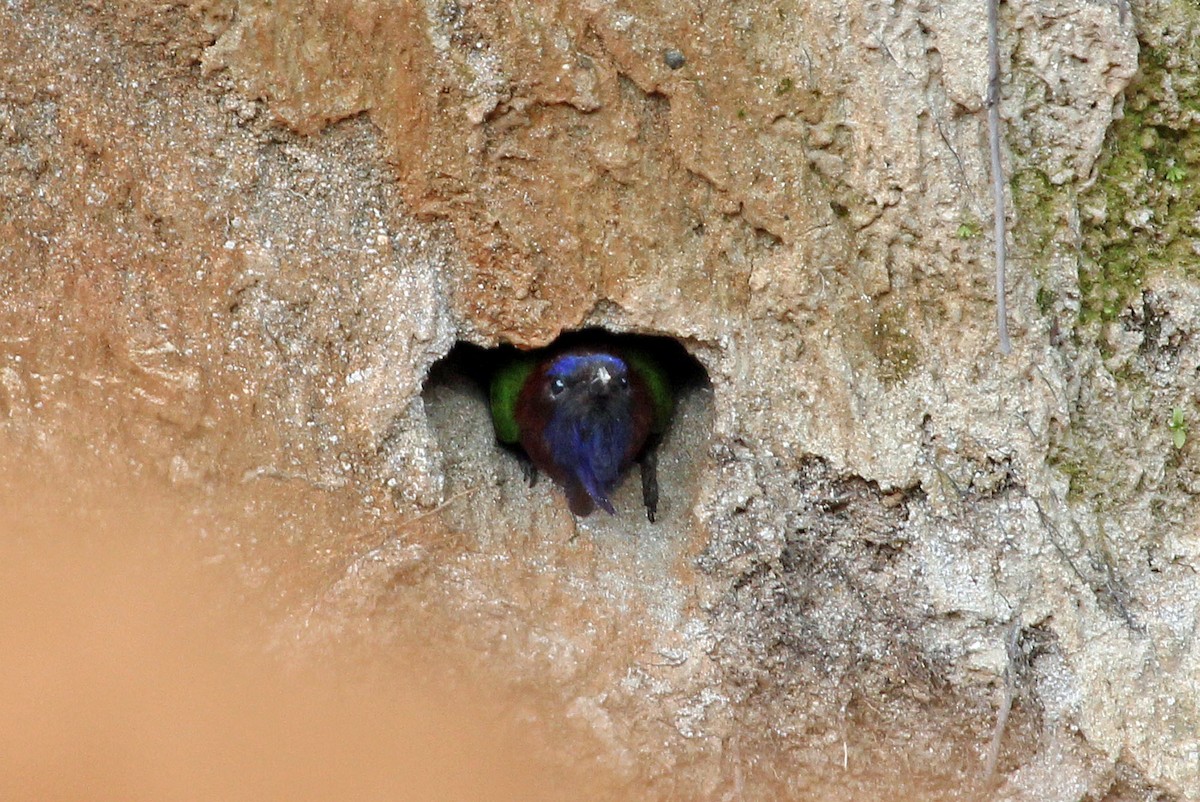 Purple-bearded Bee-eater - ML204850551