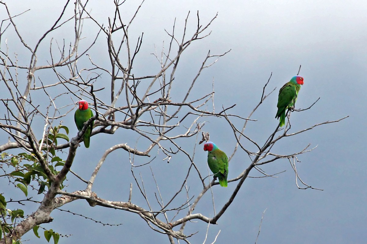 Red-cheeked Parrot - ML204850631