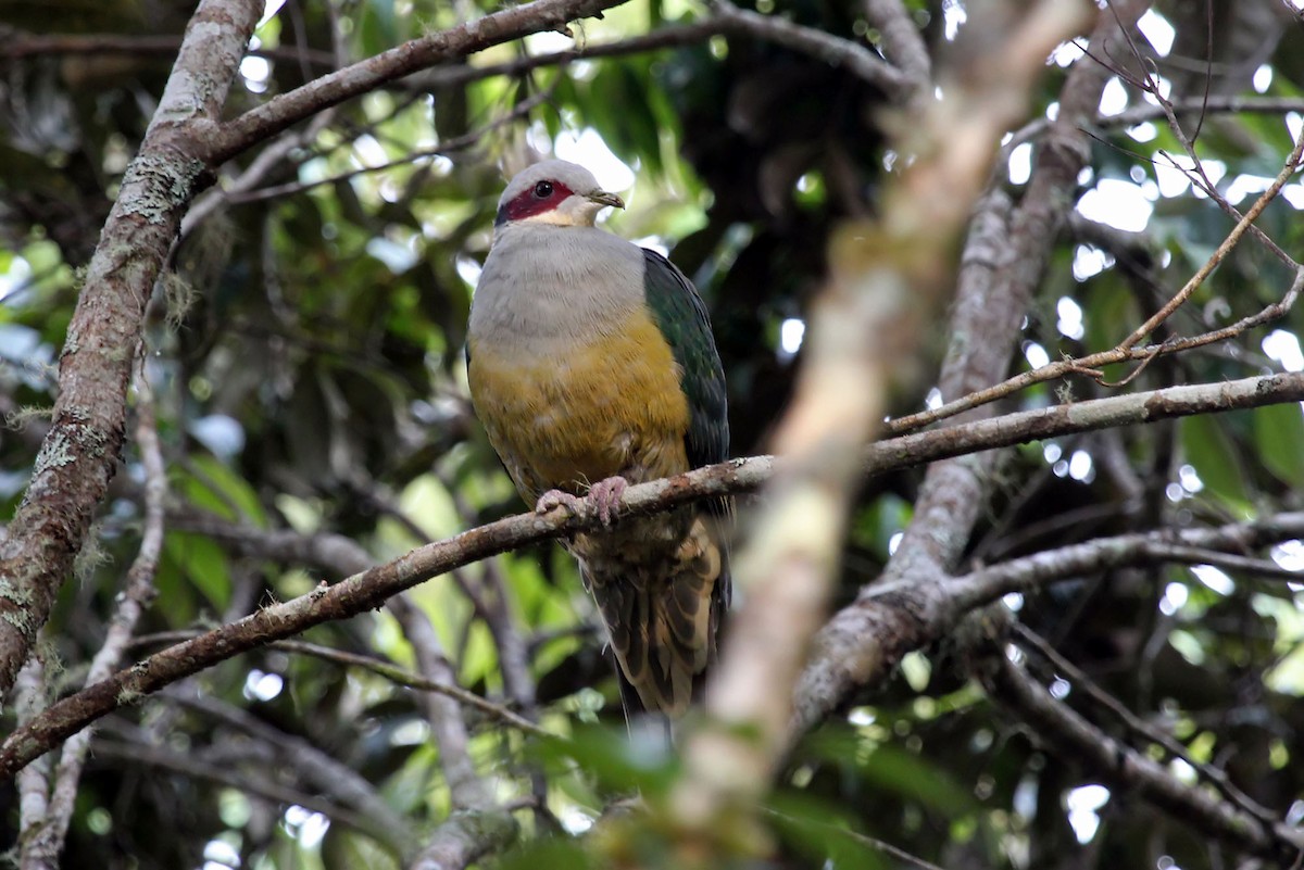 Red-eared Fruit-Dove (Red-eared) - ML204850661