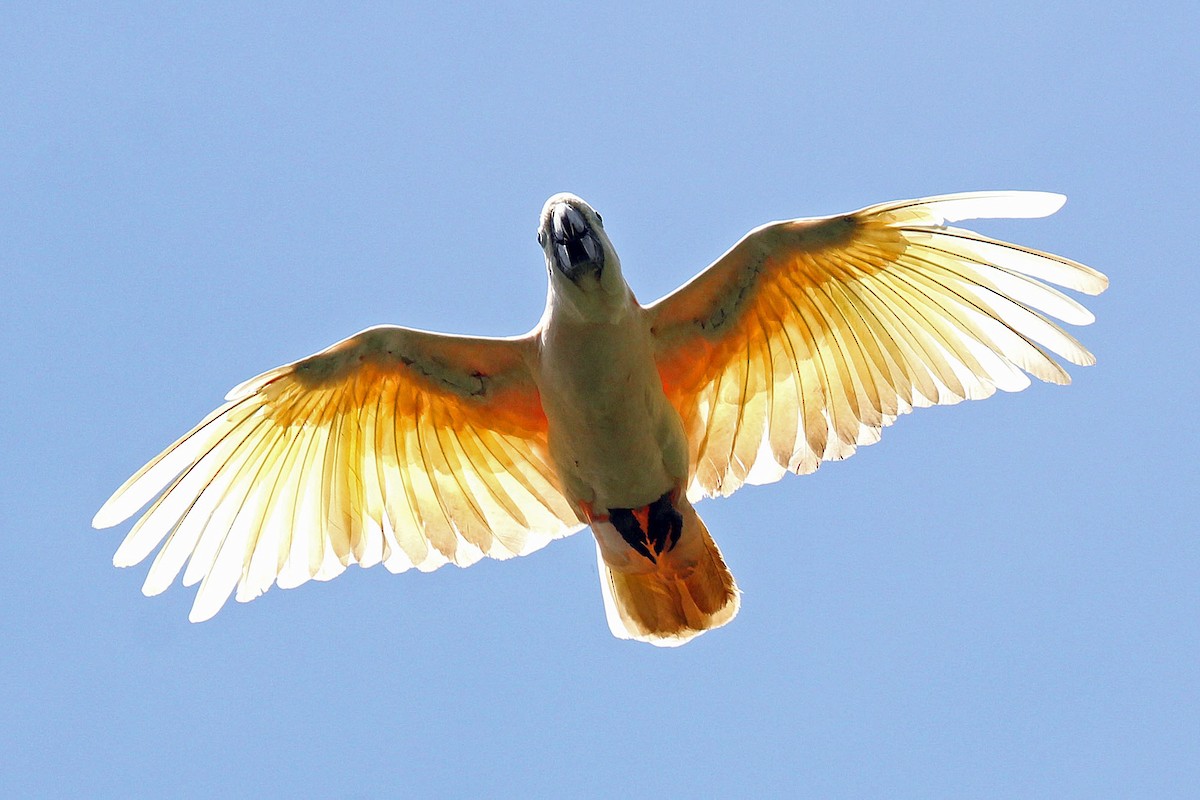 Salmon-crested Cockatoo - Phillip Edwards