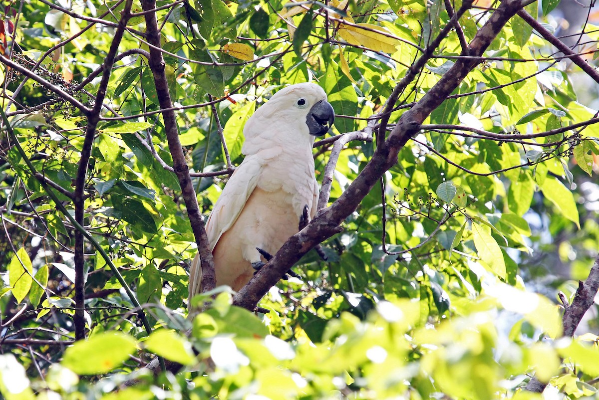 Salmon-crested Cockatoo - ML204850811