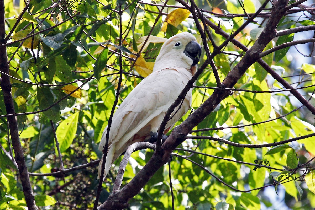 Salmon-crested Cockatoo - Phillip Edwards