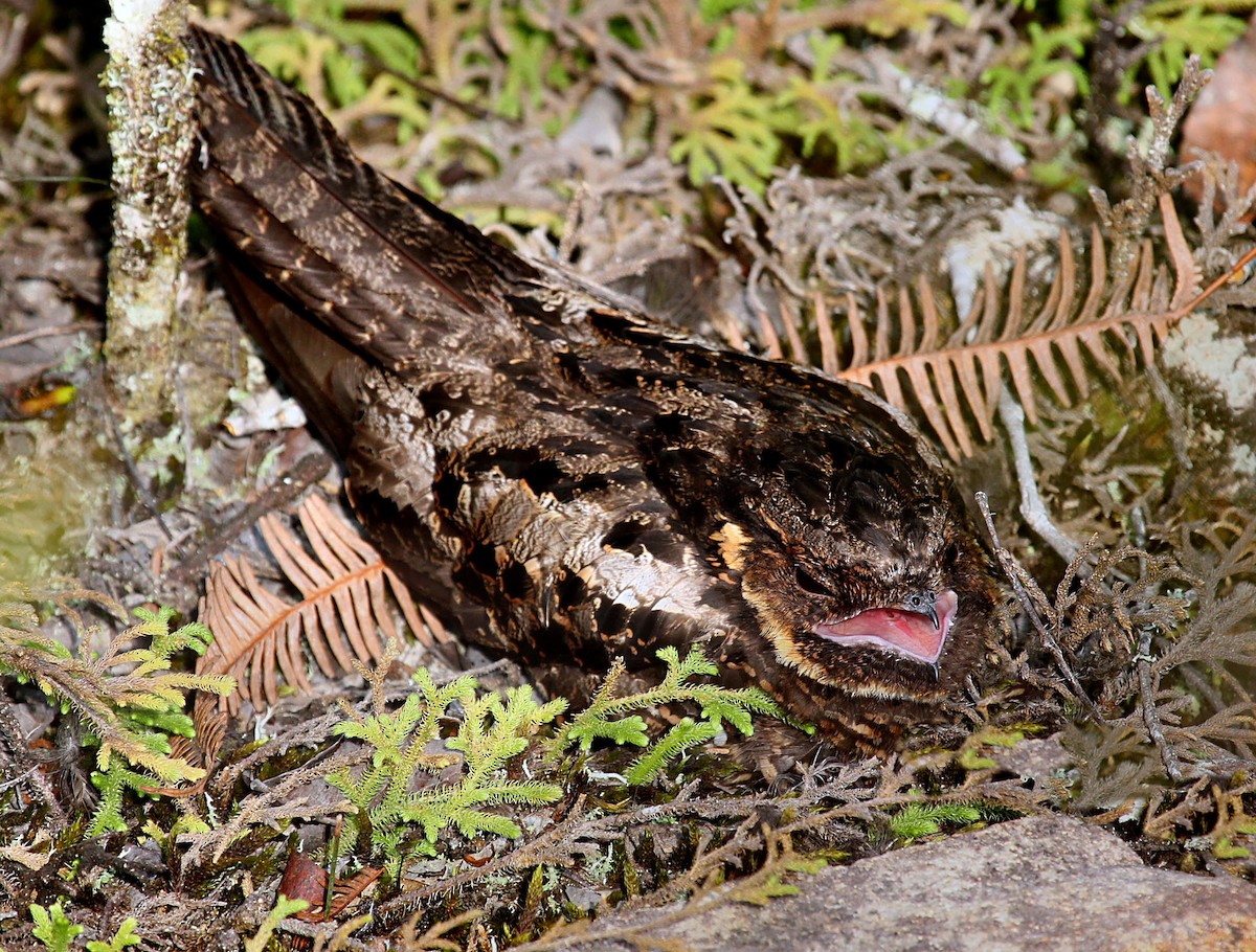 Diabolical Nightjar - ML204850831