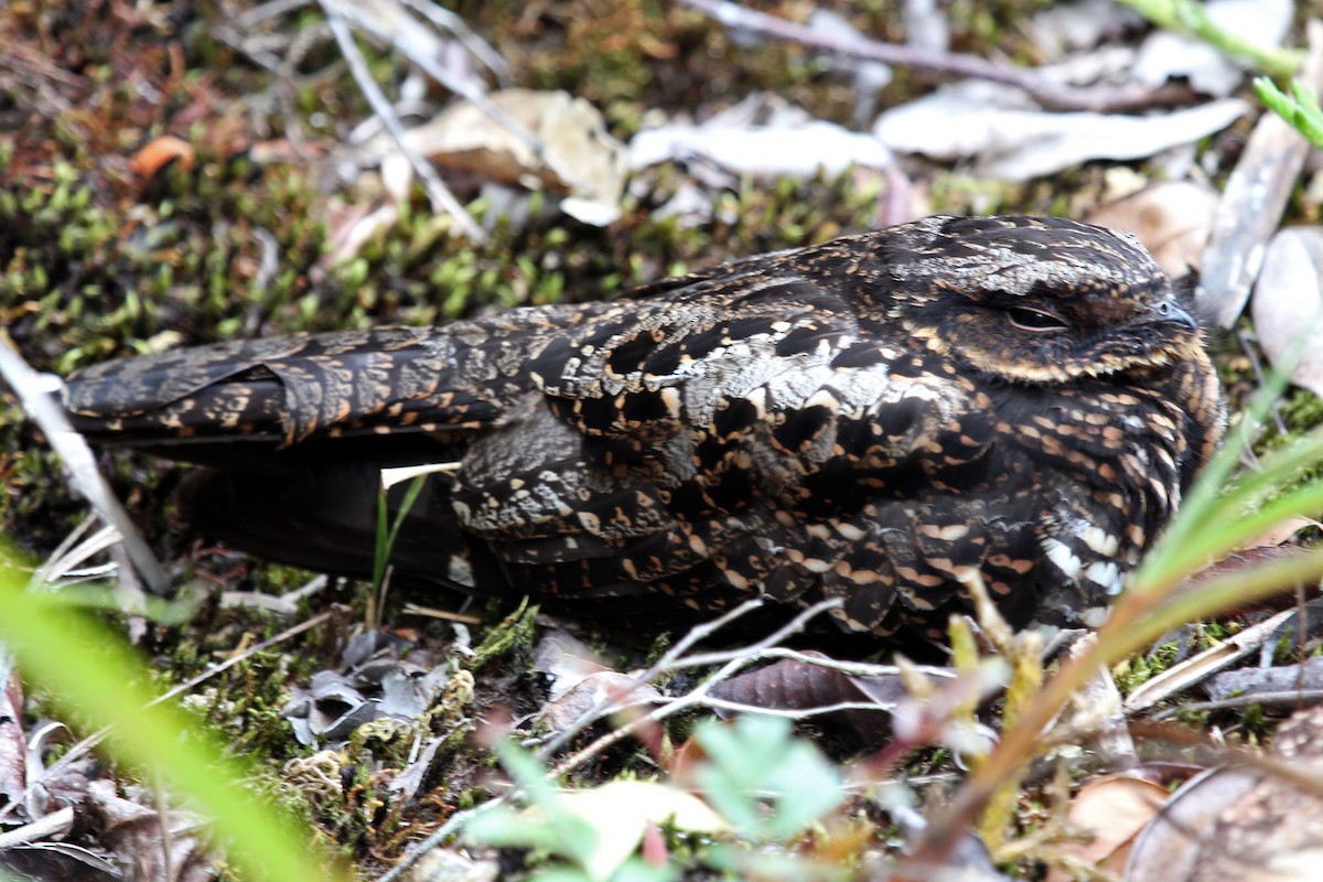 Diabolical Nightjar - ML204850841