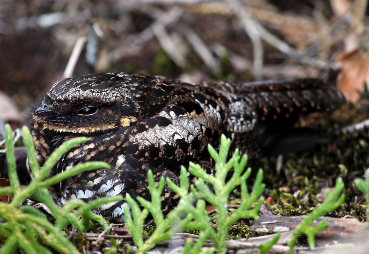 Diabolical Nightjar - ML204850851
