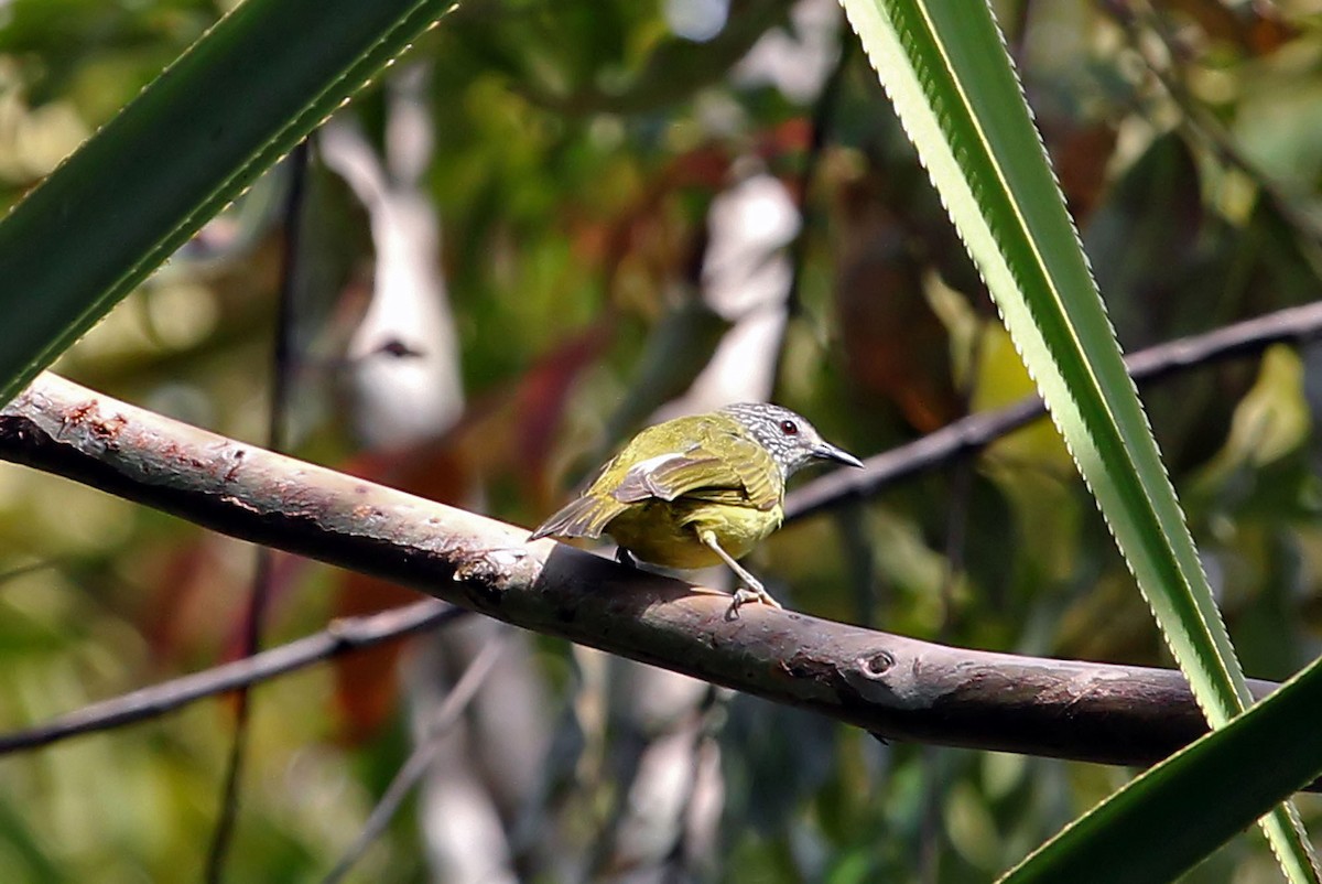 Streak-headed White-eye - Phillip Edwards