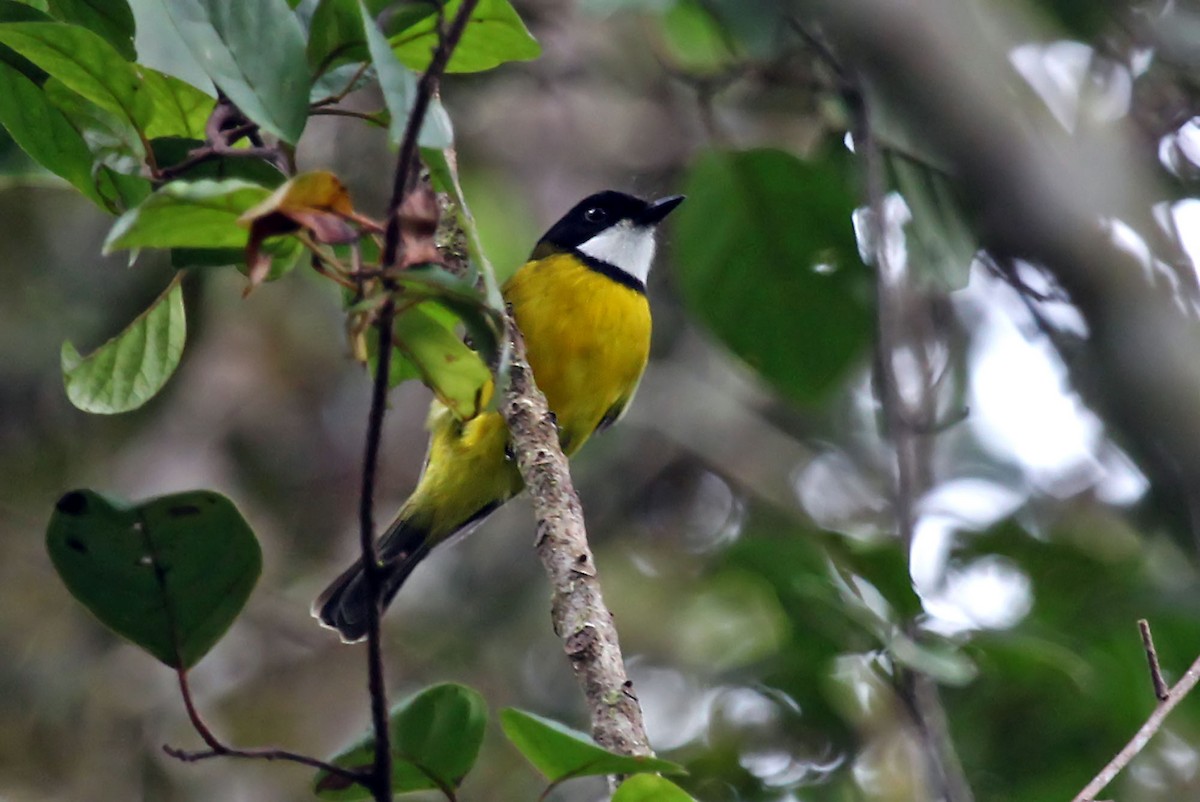 Sclater's Whistler - Phillip Edwards