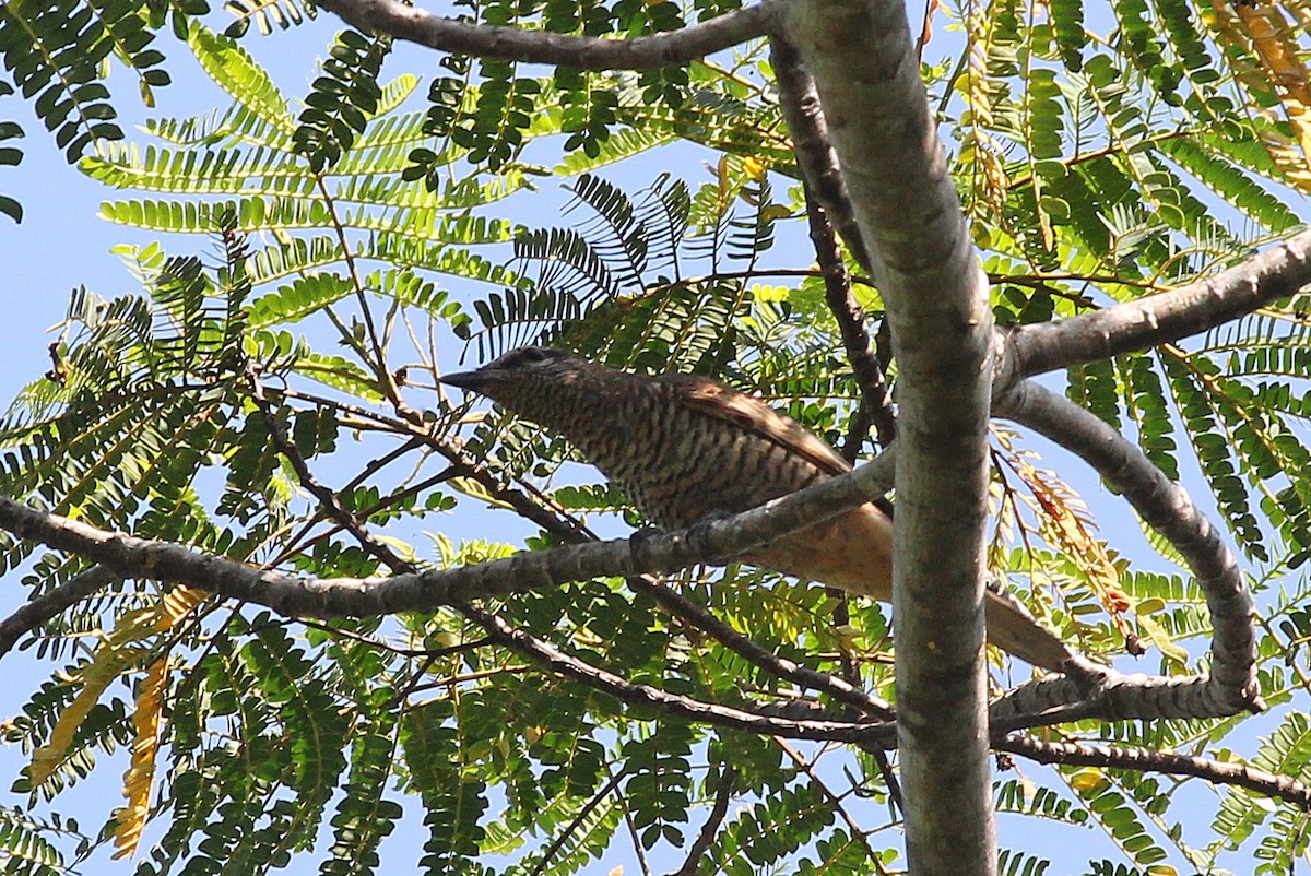 Common Cicadabird (Moluccan) - ML204850921