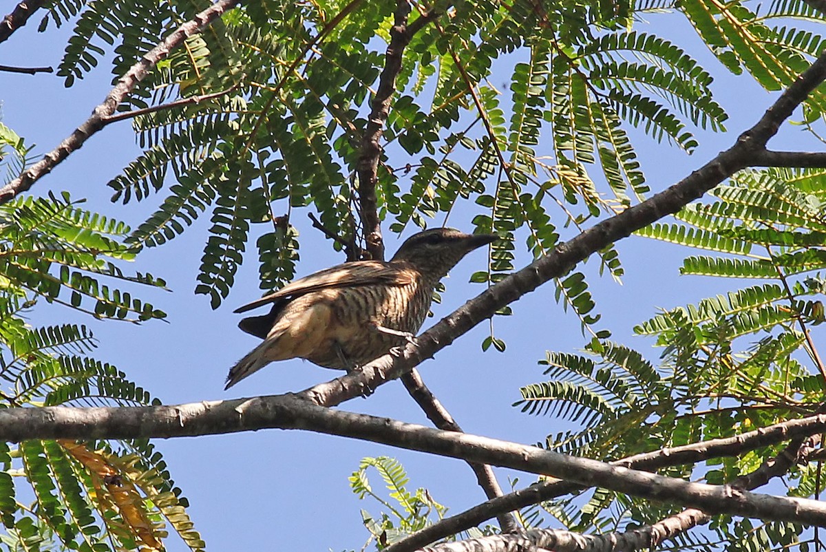 Common Cicadabird (Moluccan) - Phillip Edwards