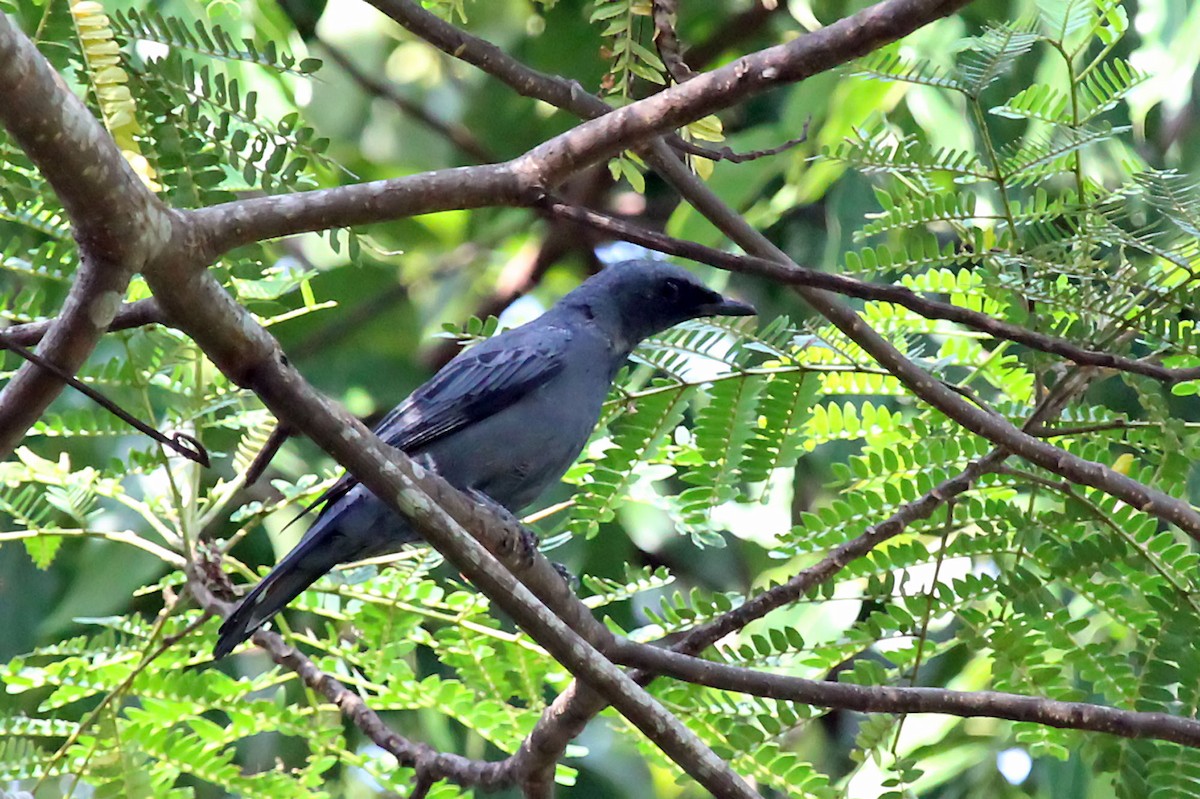 Common Cicadabird (Moluccan) - ML204850941