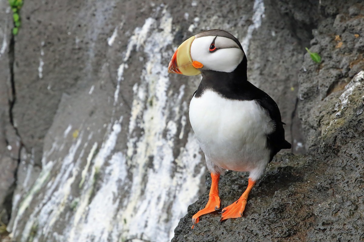 Horned Puffin - Phillip Edwards