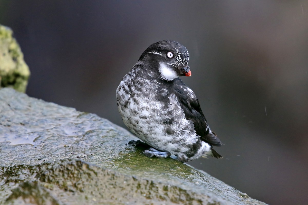 Least Auklet - ML204851091