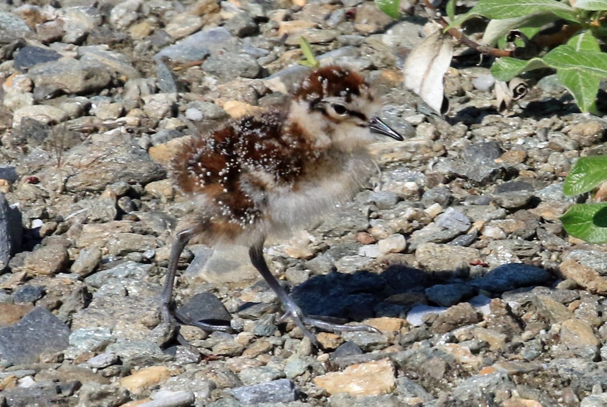 Least Sandpiper - ML204851141