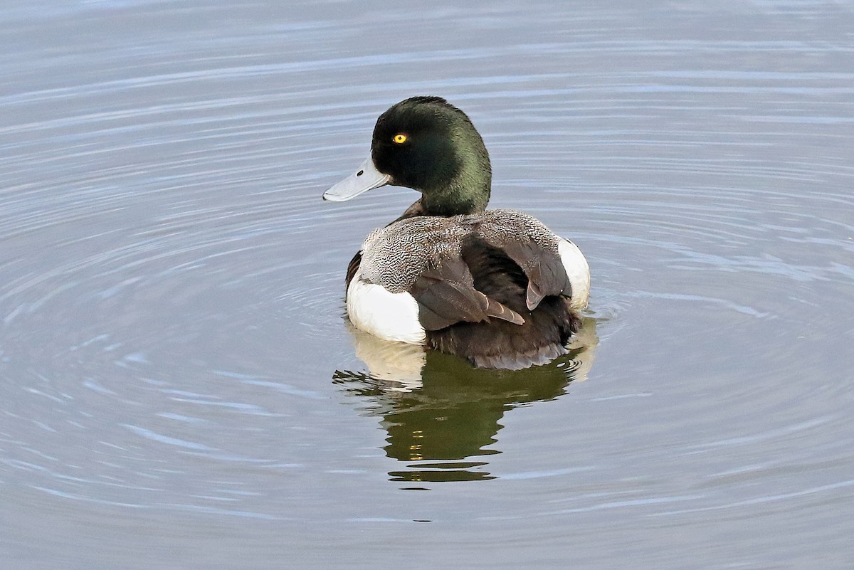 Lesser Scaup - Phillip Edwards