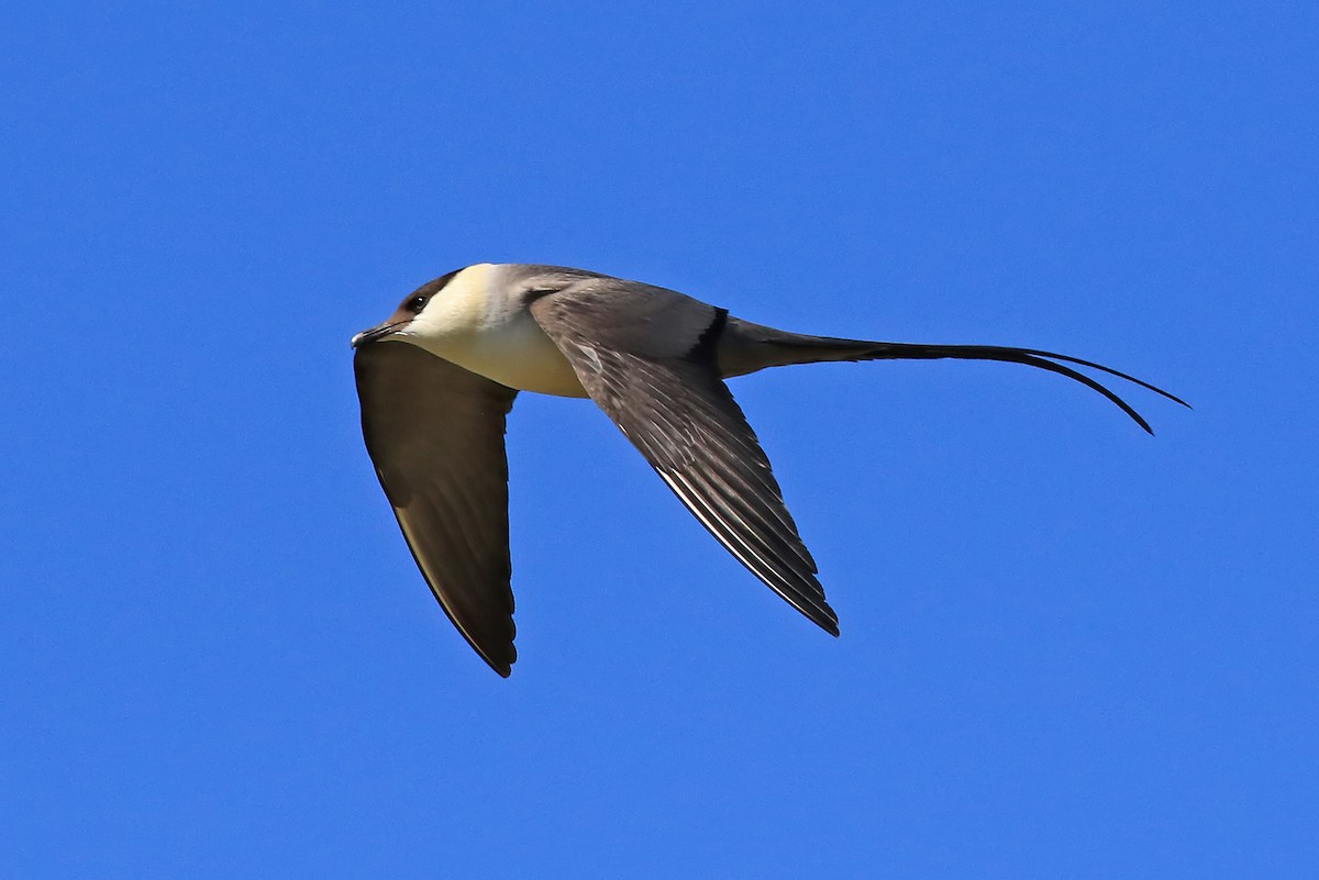 Long-tailed Jaeger - ML204851361