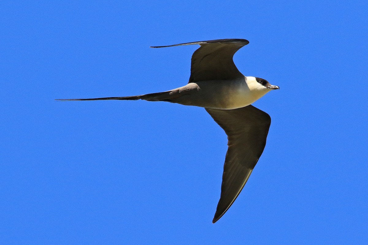 Long-tailed Jaeger - ML204851371