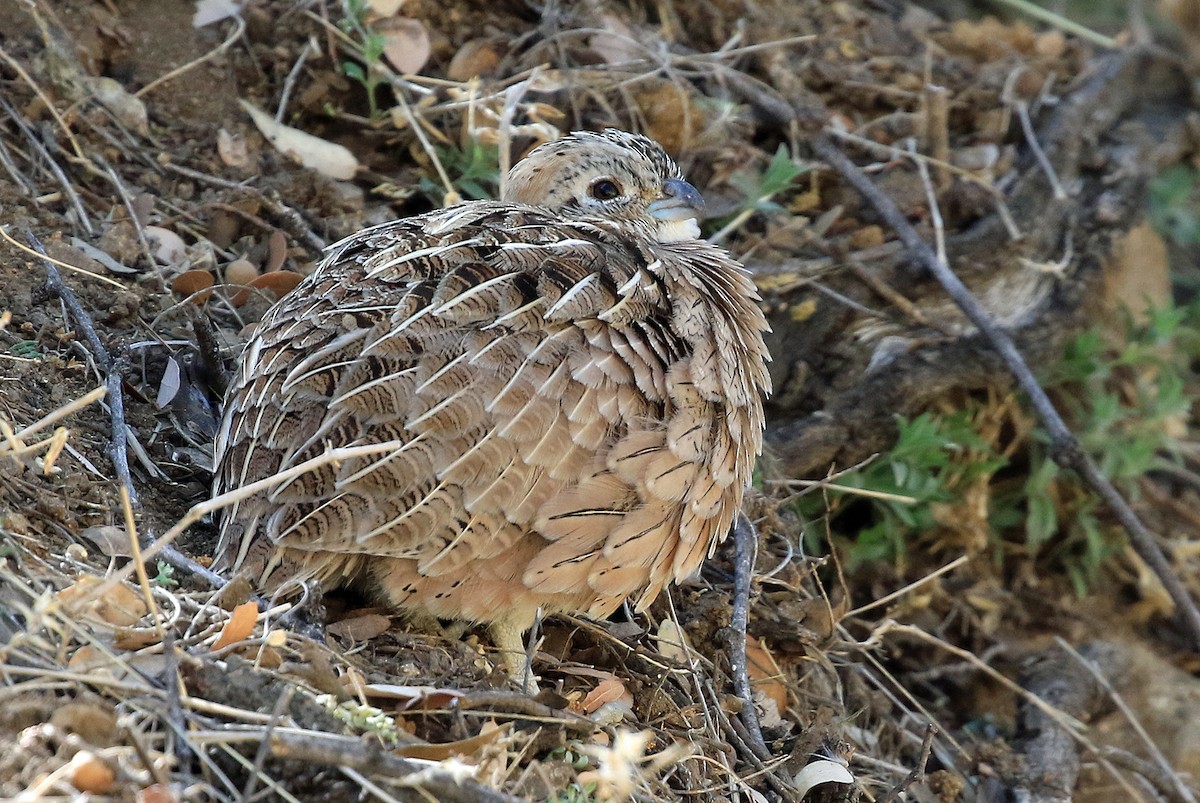 Montezuma Quail (Montezuma) - ML204851491