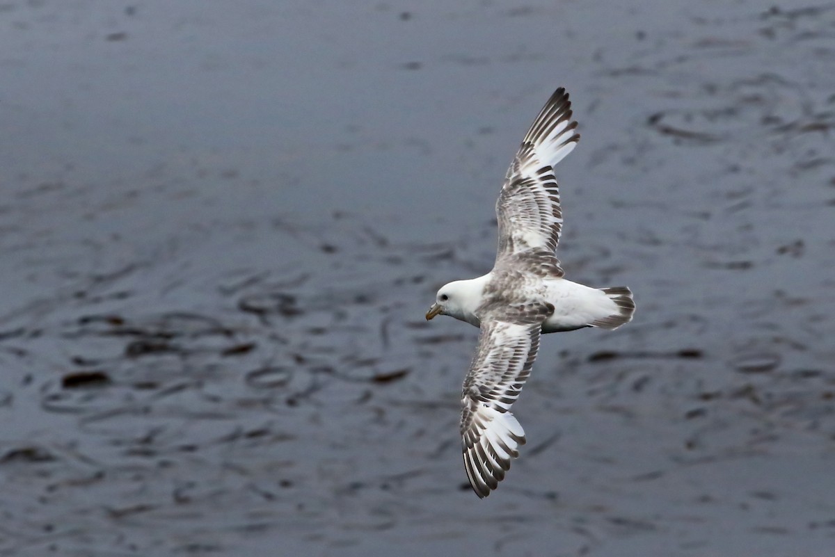 Fulmar boréal (rodgersii) - ML204851571