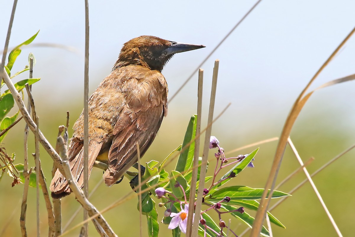 Brown-and-yellow Marshbird - Phillip Edwards