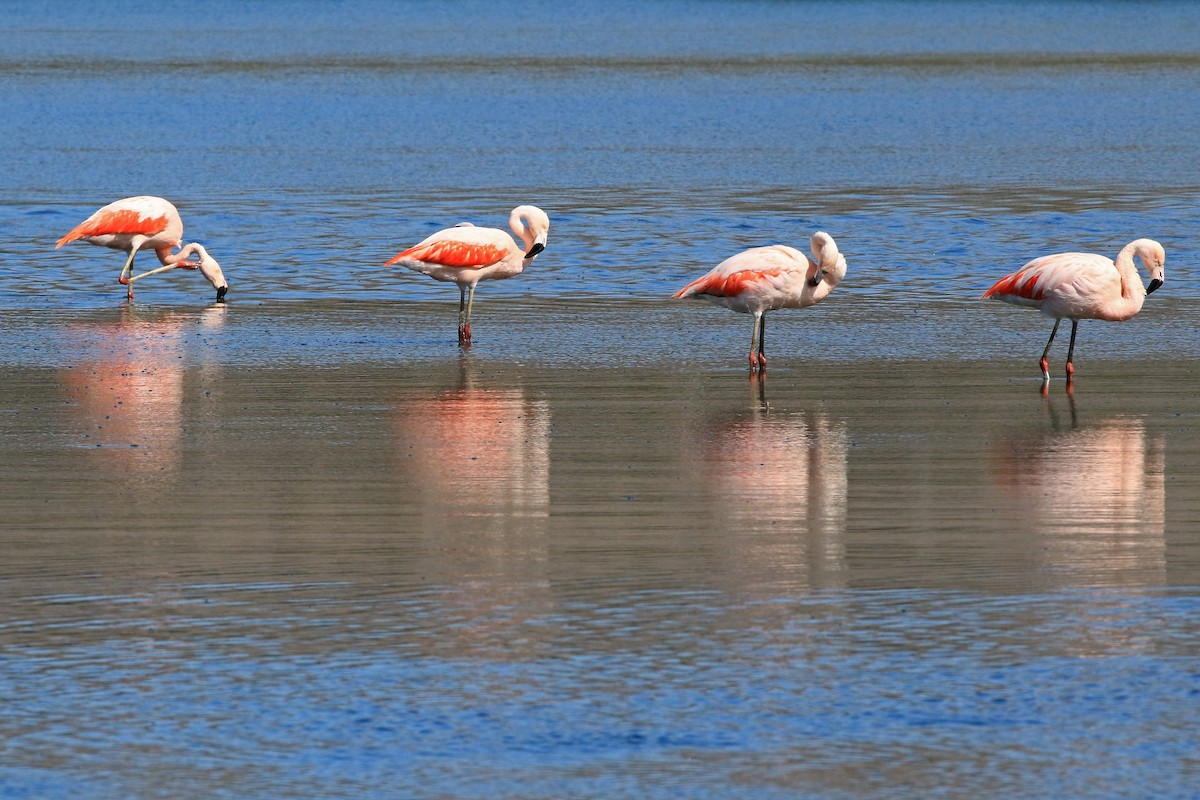 Chilean Flamingo - Phillip Edwards