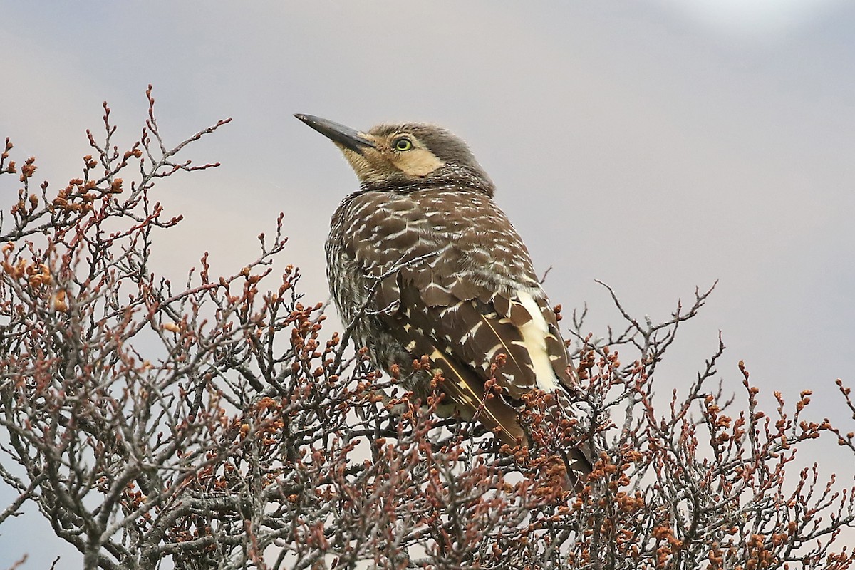 Chilean Flicker - Phillip Edwards