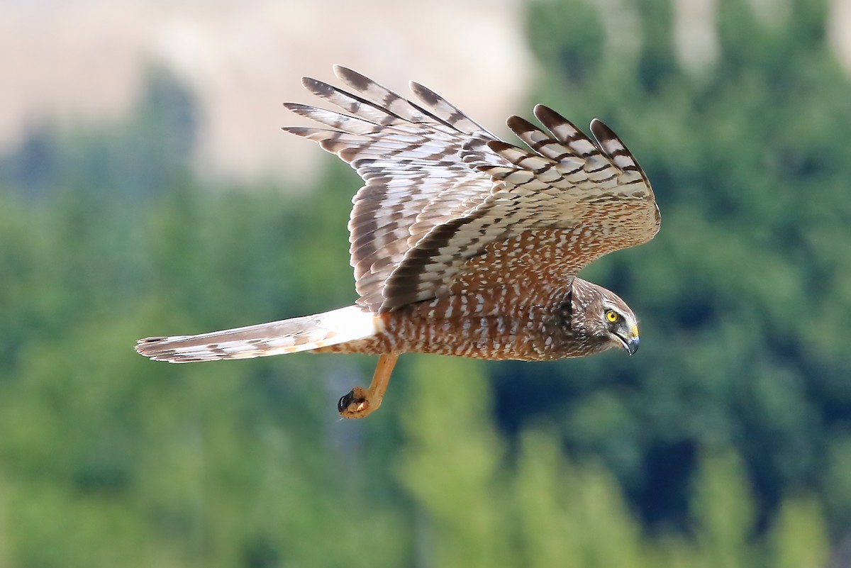 Cinereous Harrier - Phillip Edwards