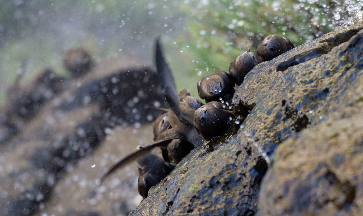 Great Dusky Swift - Yvonne Stevens