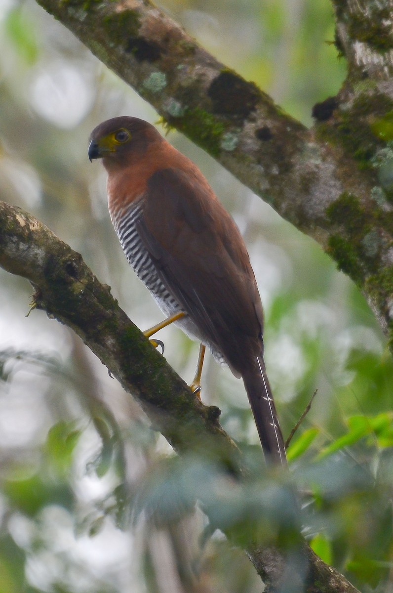Barred Forest-Falcon - ML204852201