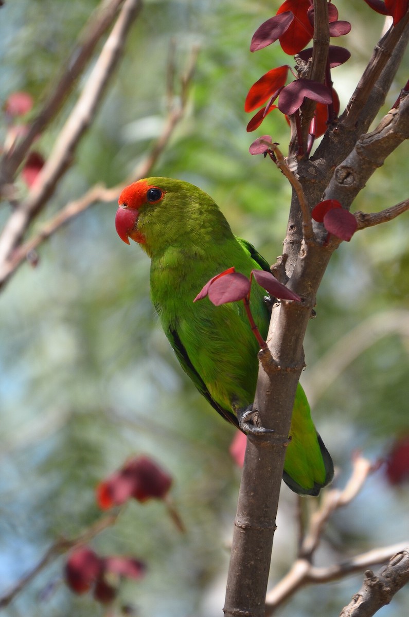 Black-winged Lovebird - ML204852261