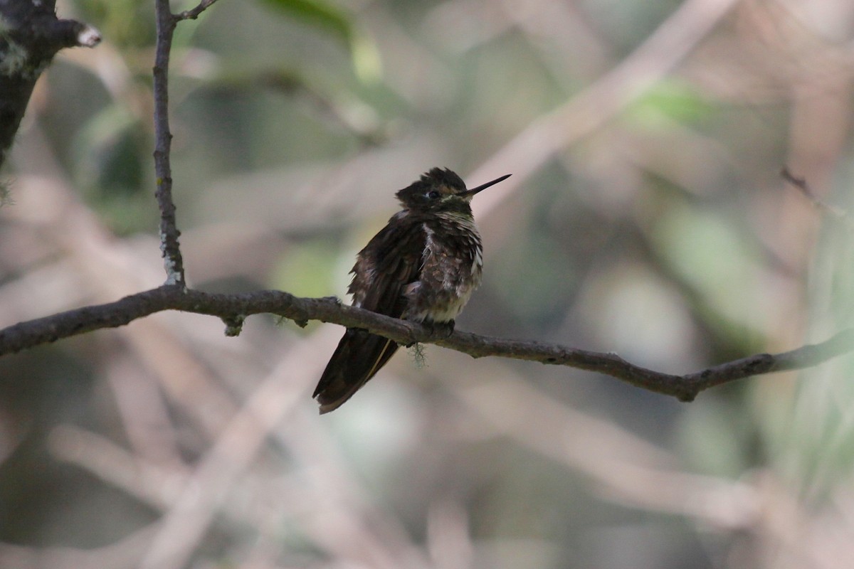 Purple-backed Sunbeam - ML204852511