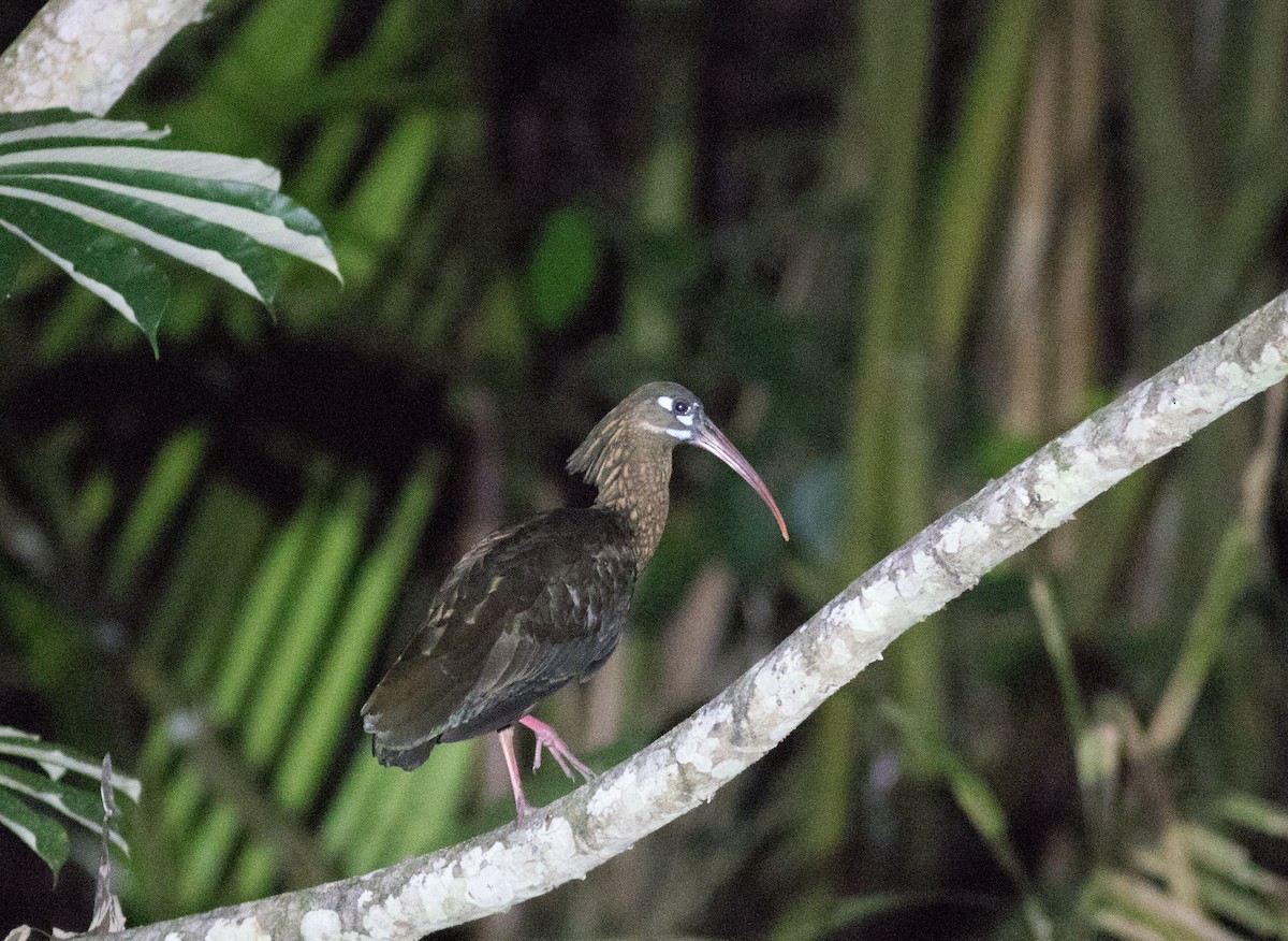 Ibis Moteado - ML204852521