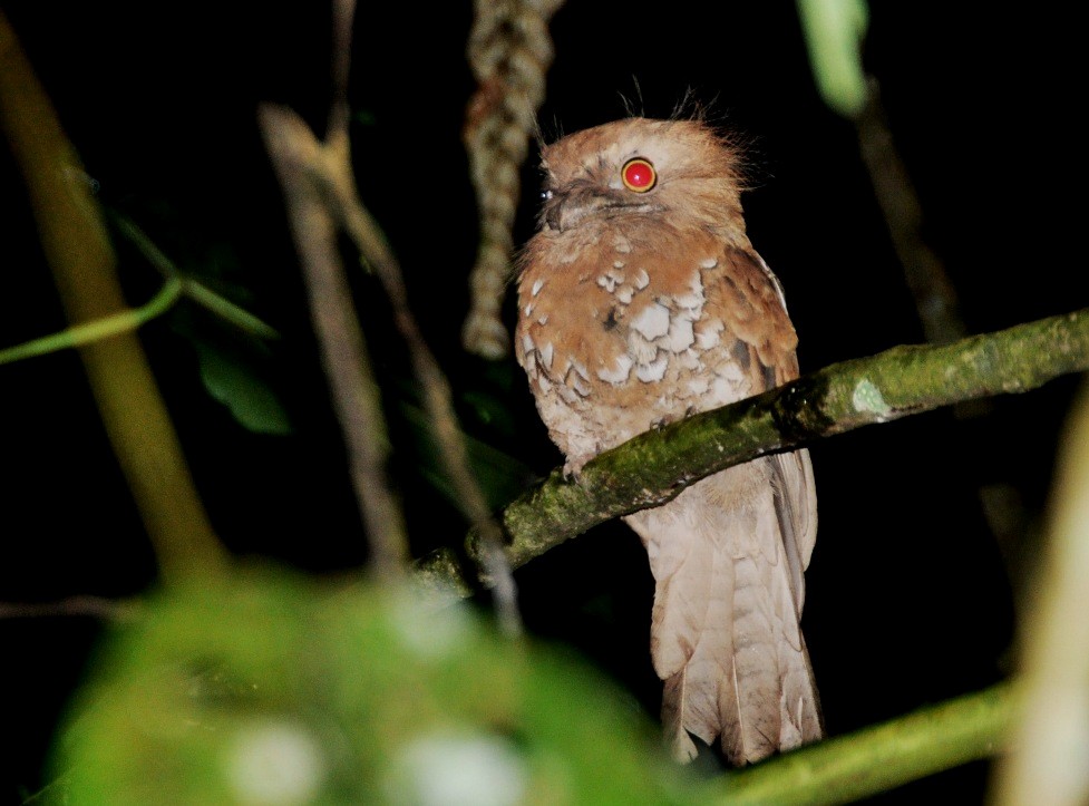 Javan Frogmouth - ML204852541