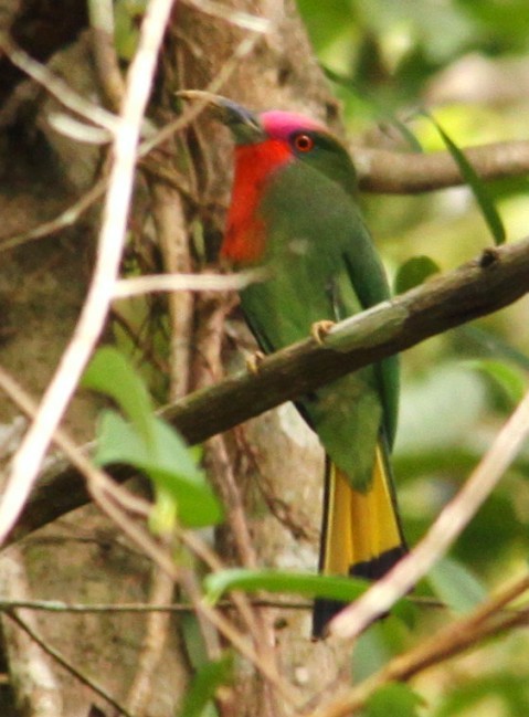 Red-bearded Bee-eater - ML204852551