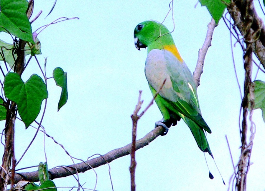 Golden-mantled Racquet-tail - ML204852601