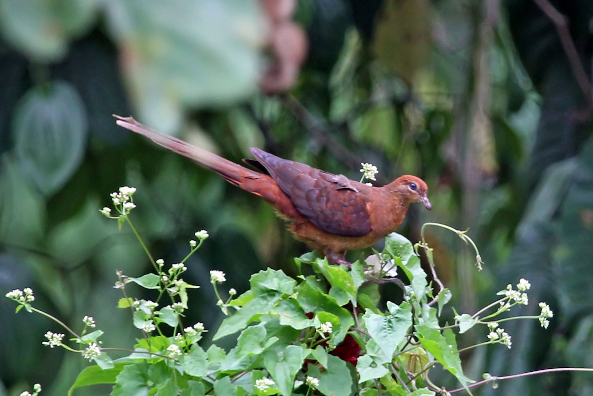 Amboyna Cuckoo-Dove - ML204852641