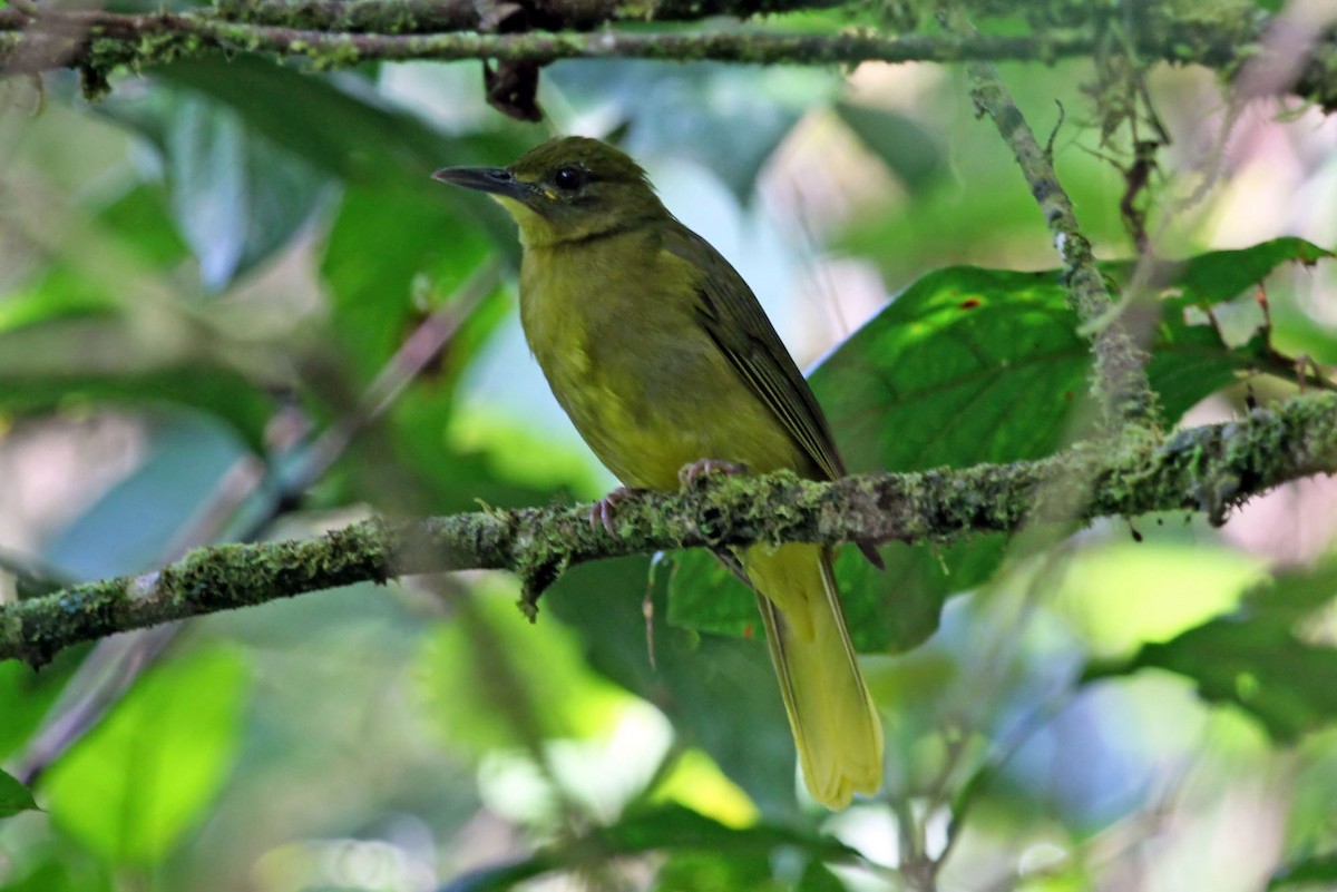 Seram Golden-Bulbul - Phillip Edwards