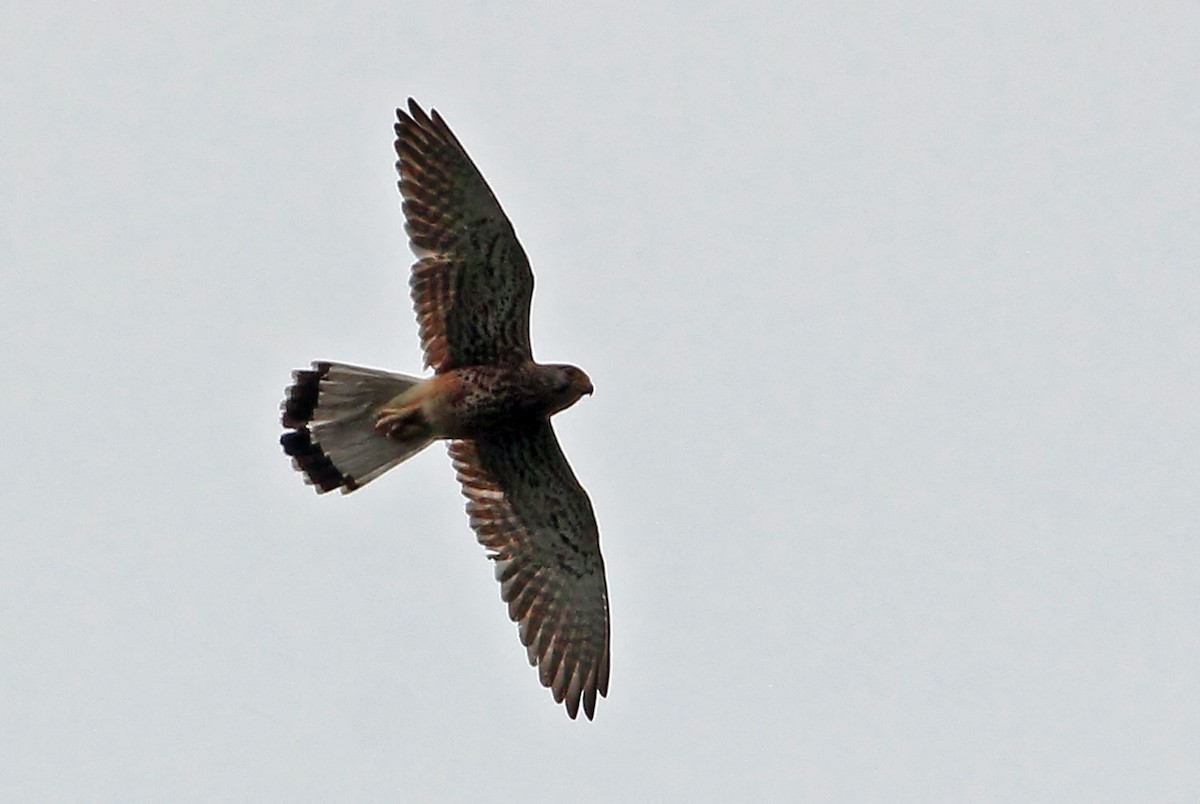 Spotted Kestrel - Phillip Edwards