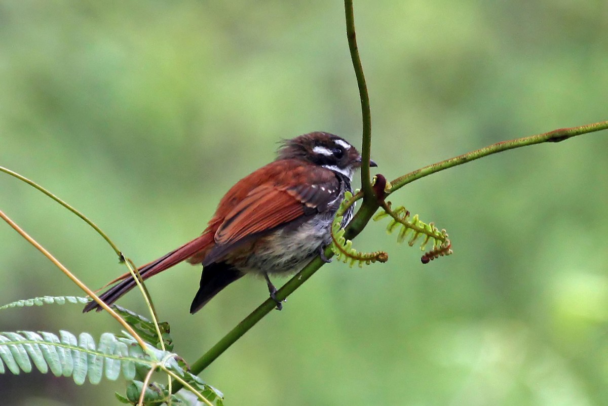 Streak-breasted Fantail - ML204852741