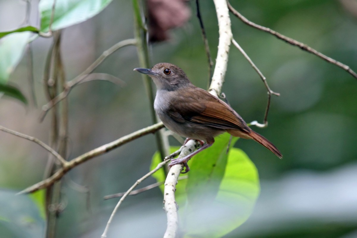 Sulawesi Babbler - ML204852761