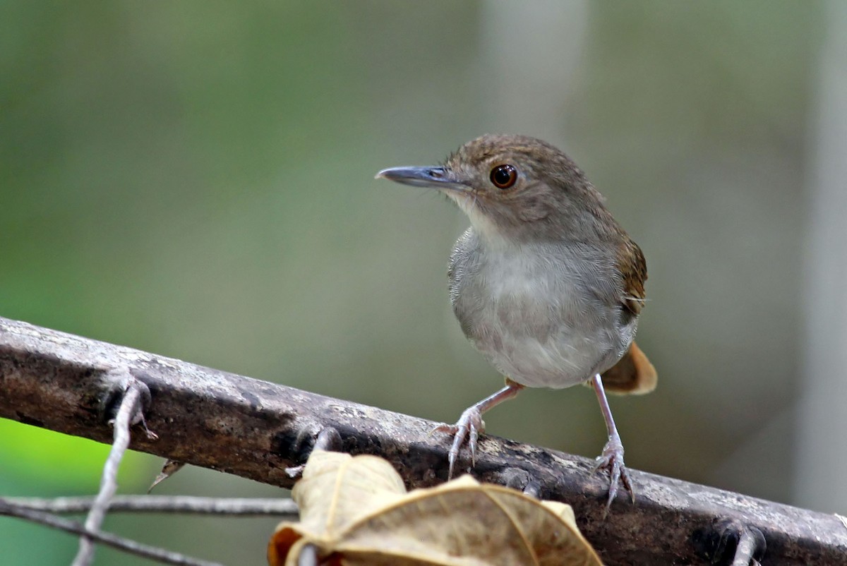 Sulawesi Babbler - ML204852771