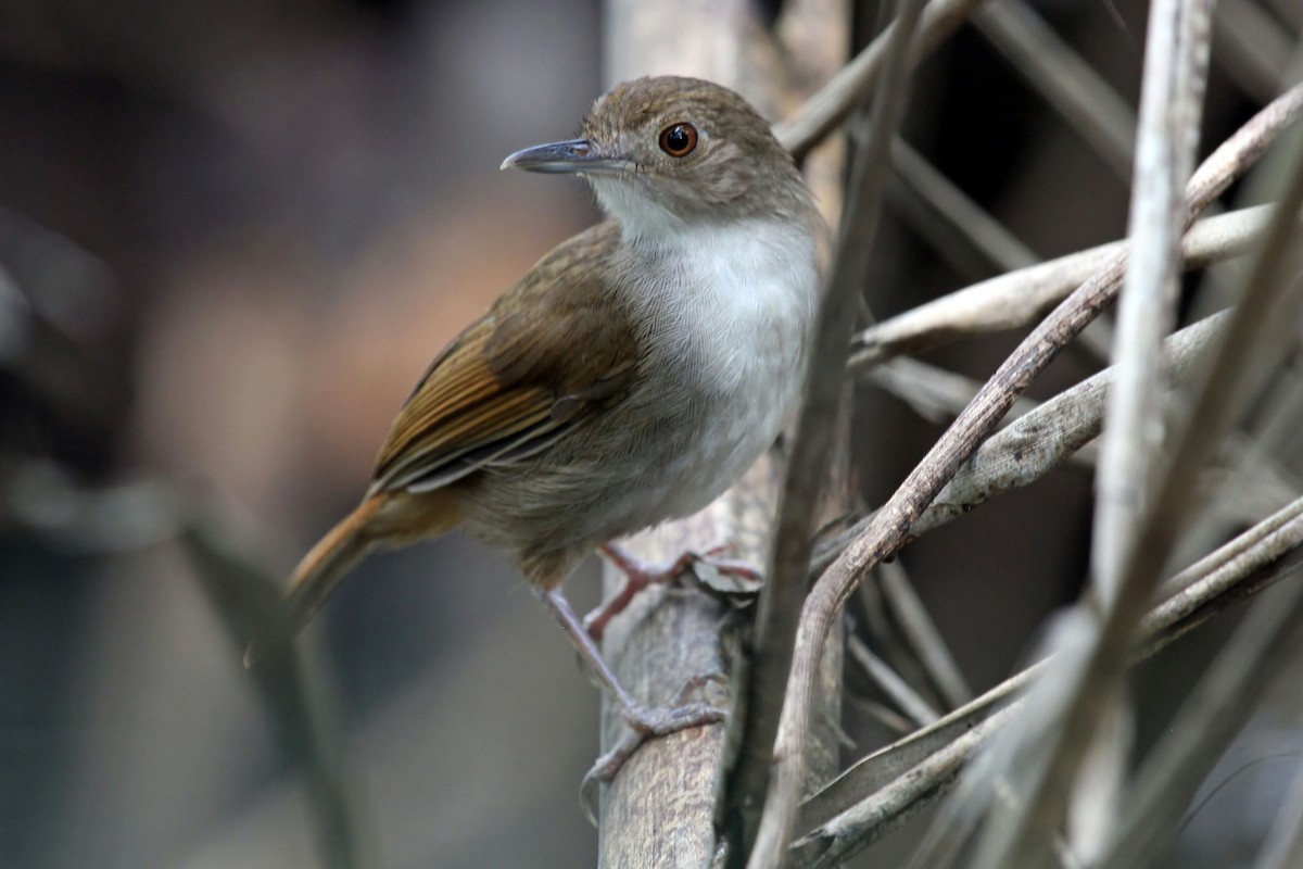 Sulawesi Babbler - ML204852781