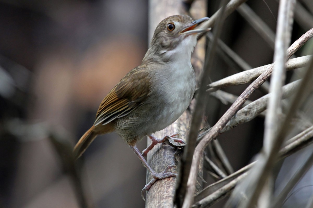 Sulawesi Babbler - ML204852791