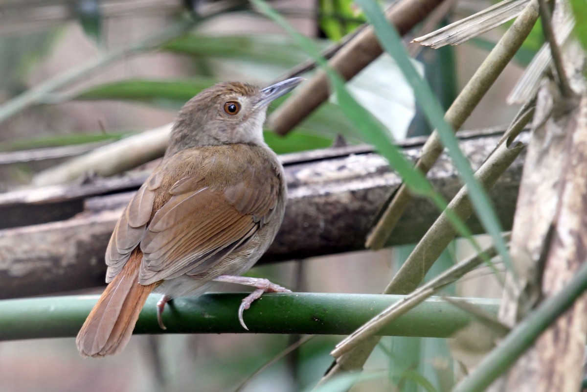 Sulawesi Babbler - ML204852801