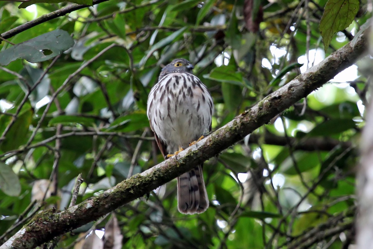 Small Sparrowhawk - Phillip Edwards