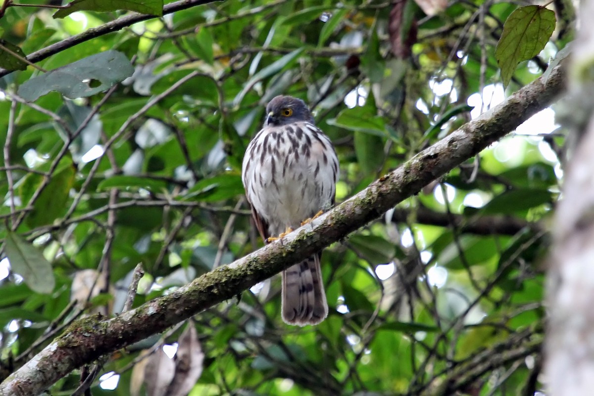 Small Sparrowhawk - ML204852851