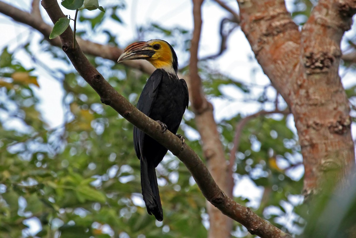 Gelbmasken-Hornvogel (exarhatus) - ML204852921