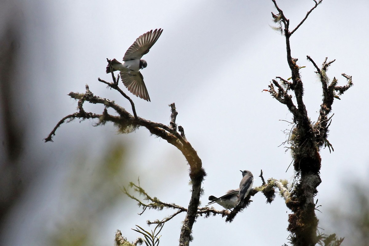 White-breasted Woodswallow - ML204853151